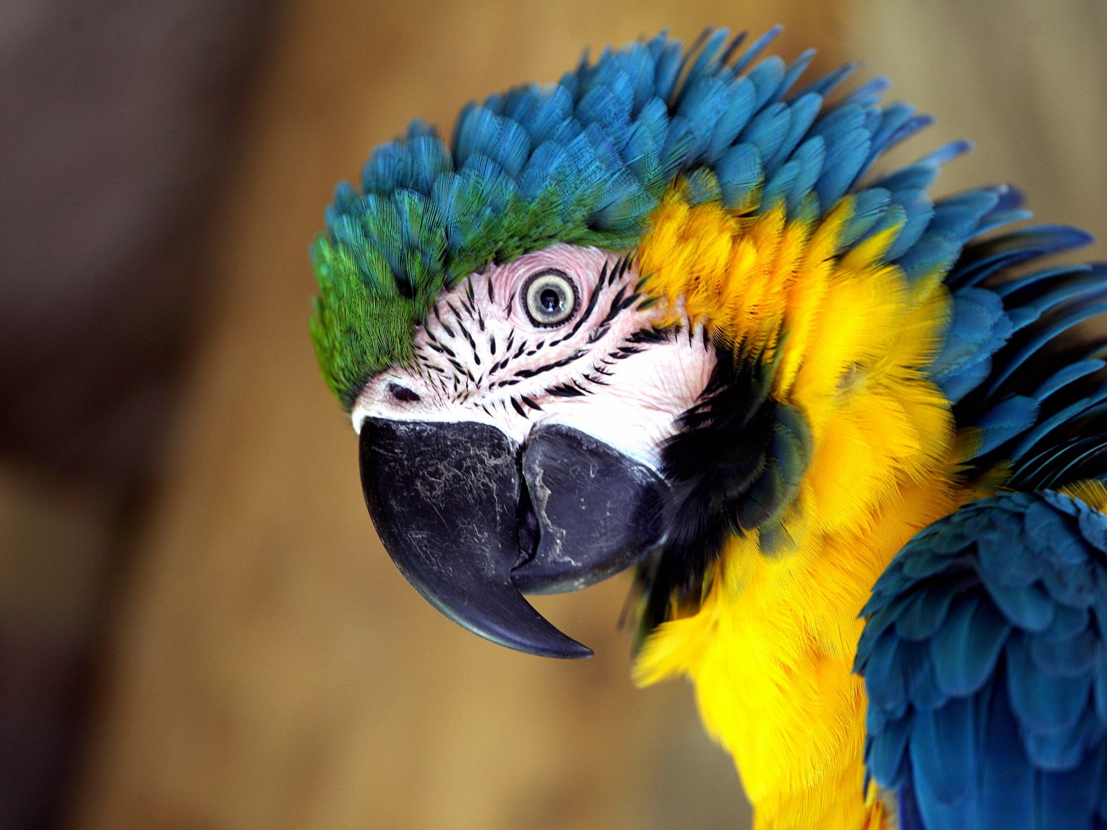 Best tips for caring a parrot