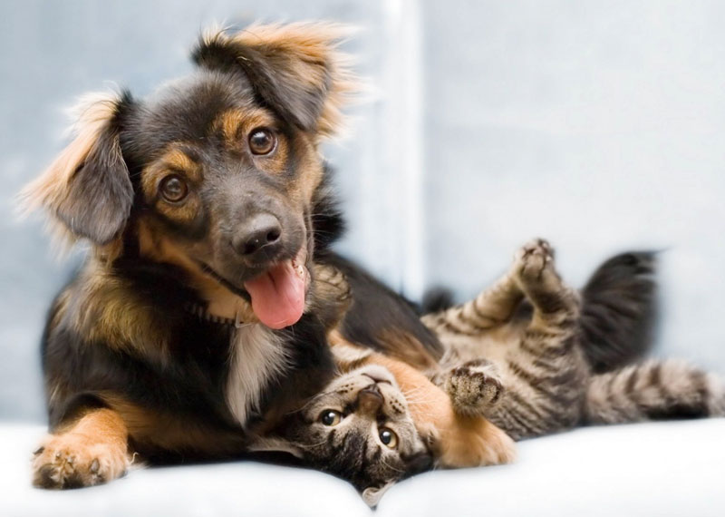 How Significant are Pets in Human Life
