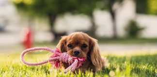 Advantages and the most trusted online pet supplies store