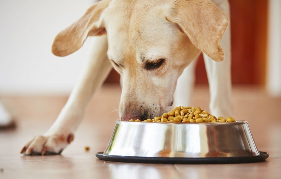 Top Pro-Tips to Help You Find the Best Dog Food