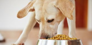 Top Pro-Tips to Help You Find the Best Dog Food