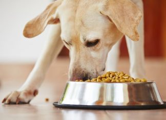 Top Pro-Tips to Help You Find the Best Dog Food