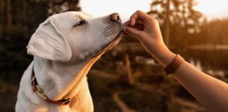 Dog treats that are good for their health