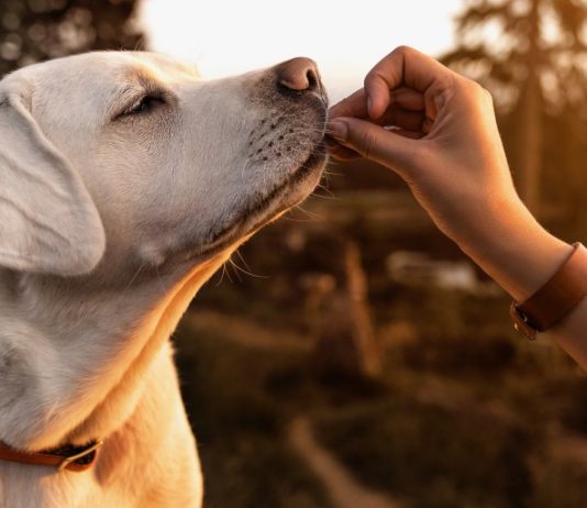 Dog treats that are good for their health