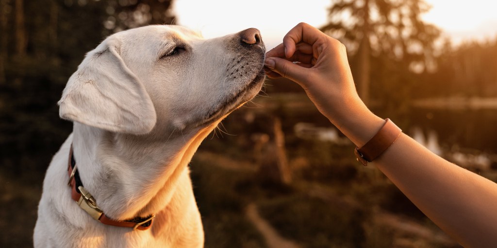 Dog treats that are good for their health