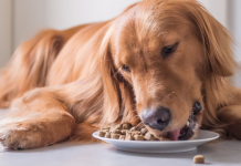Get To Know The Pros And Cons Of Your Pet’s Choice Of Food