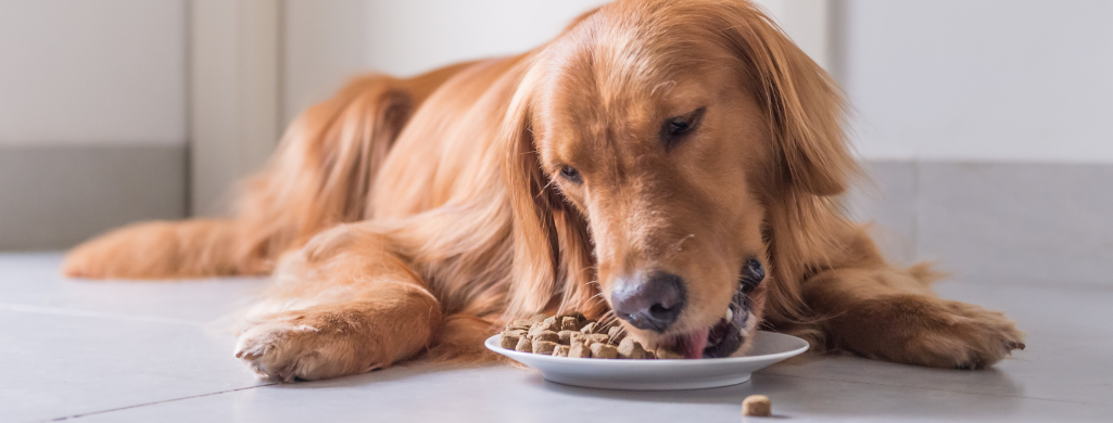 Get To Know The Pros And Cons Of Your Pet’s Choice Of Food