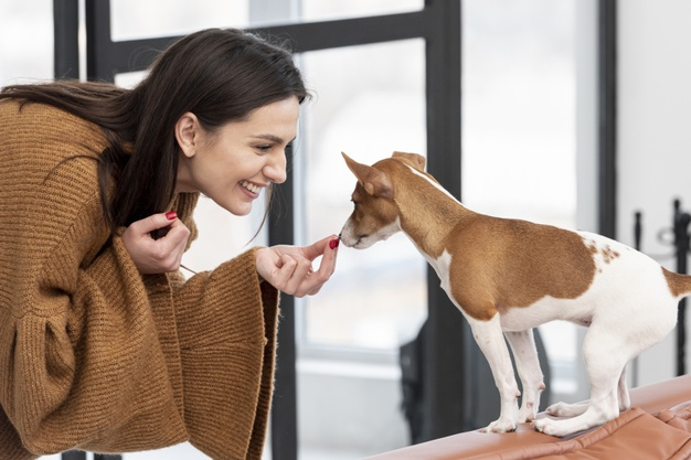 healthy dog treats