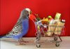 Where To Find Best Supplies For Your Bird