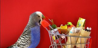 Where To Find Best Supplies For Your Bird