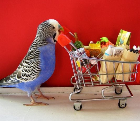 Where To Find Best Supplies For Your Bird