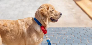 Best gps dog tracking collars