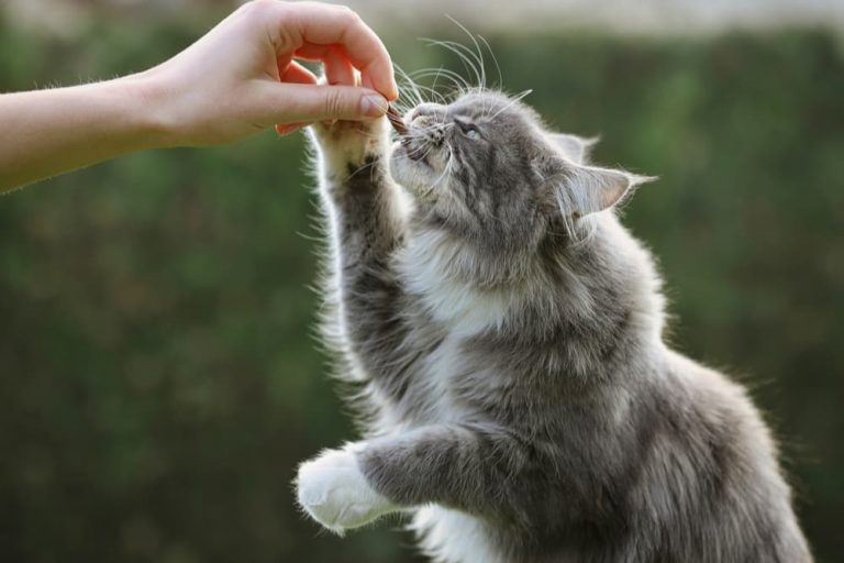 cat calming treats