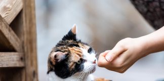 Cat Calming Treats