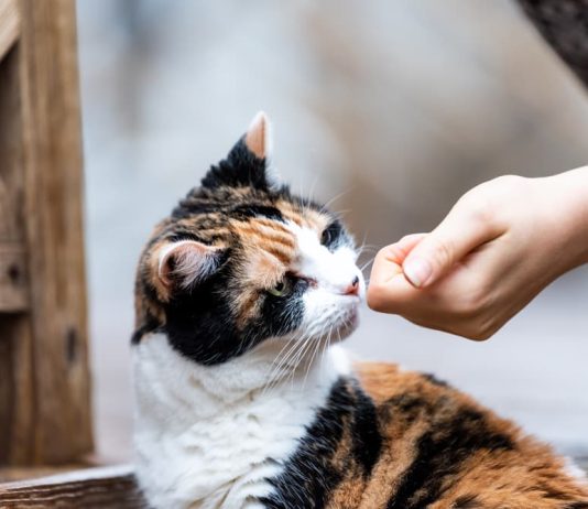 Cat Calming Treats