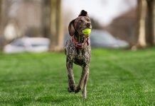 Invisible fences for dogs