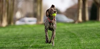 Invisible fences for dogs