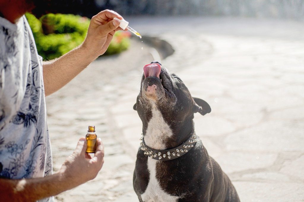 Find the best CBD for dogs