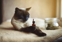Tips To Find The Best Discount Cat Condos Free Shipping