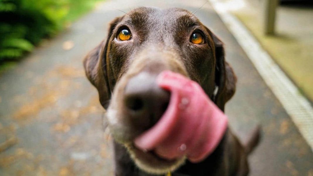 CBD For Dogs: Is It Safe?