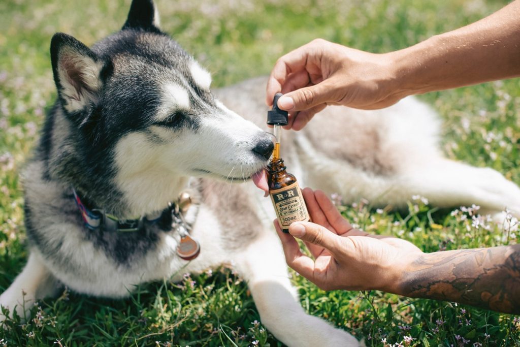 Hemp oil for cancer in dogs