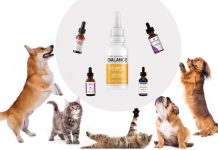 The Benefits of CBD Oil for Dogs With Cancer