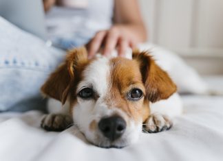in home euthanasia