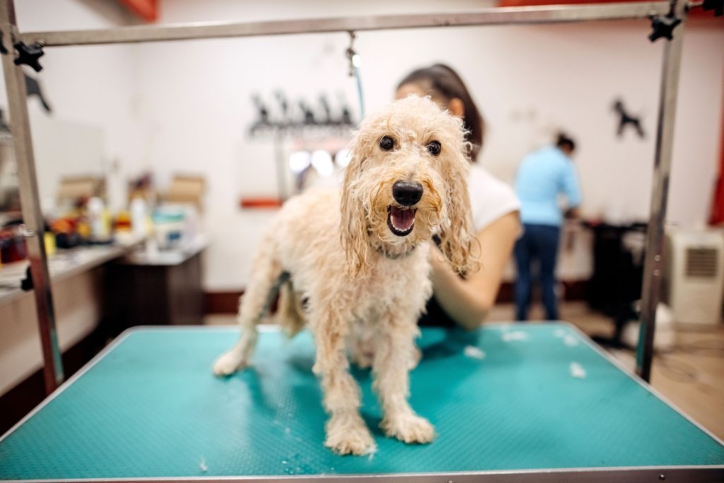 Pet grooming Miami