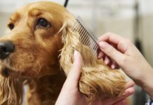 Mobile Dog Grooming