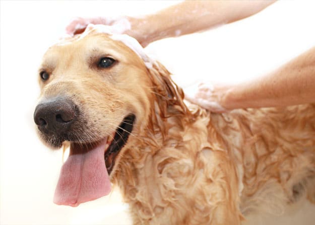 Dog grooming Fort Lauderdale