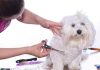 mobile grooming for pets