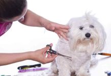 mobile grooming for pets