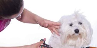 mobile grooming for pets