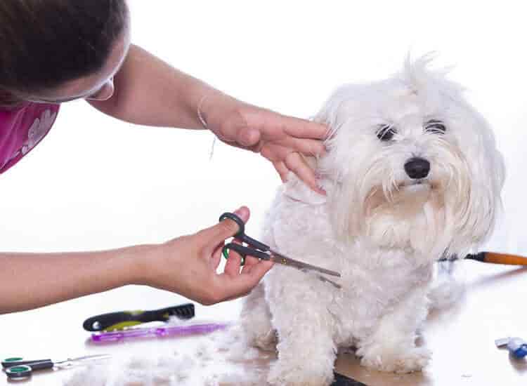 mobile grooming for pets