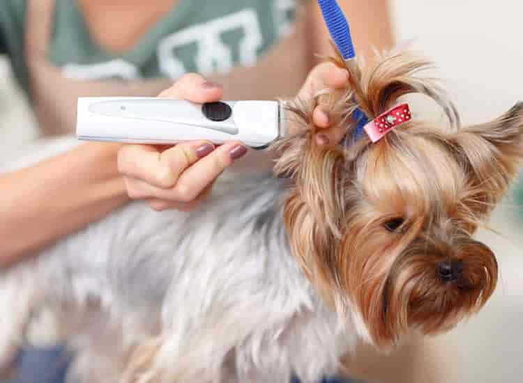 Pet grooming Katy TX